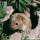 Illustration for article titled Monday Mustelid - Mustela nivalis Edition